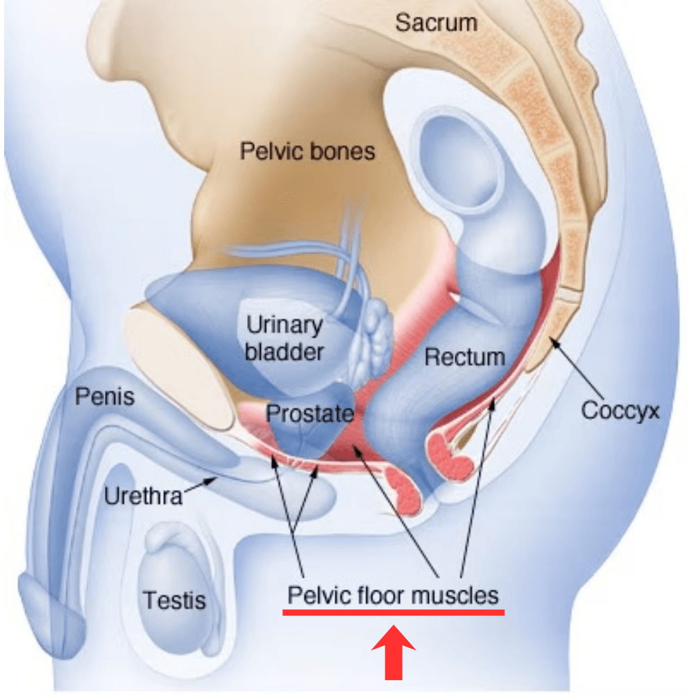 Illustration for what Kegel exercises are